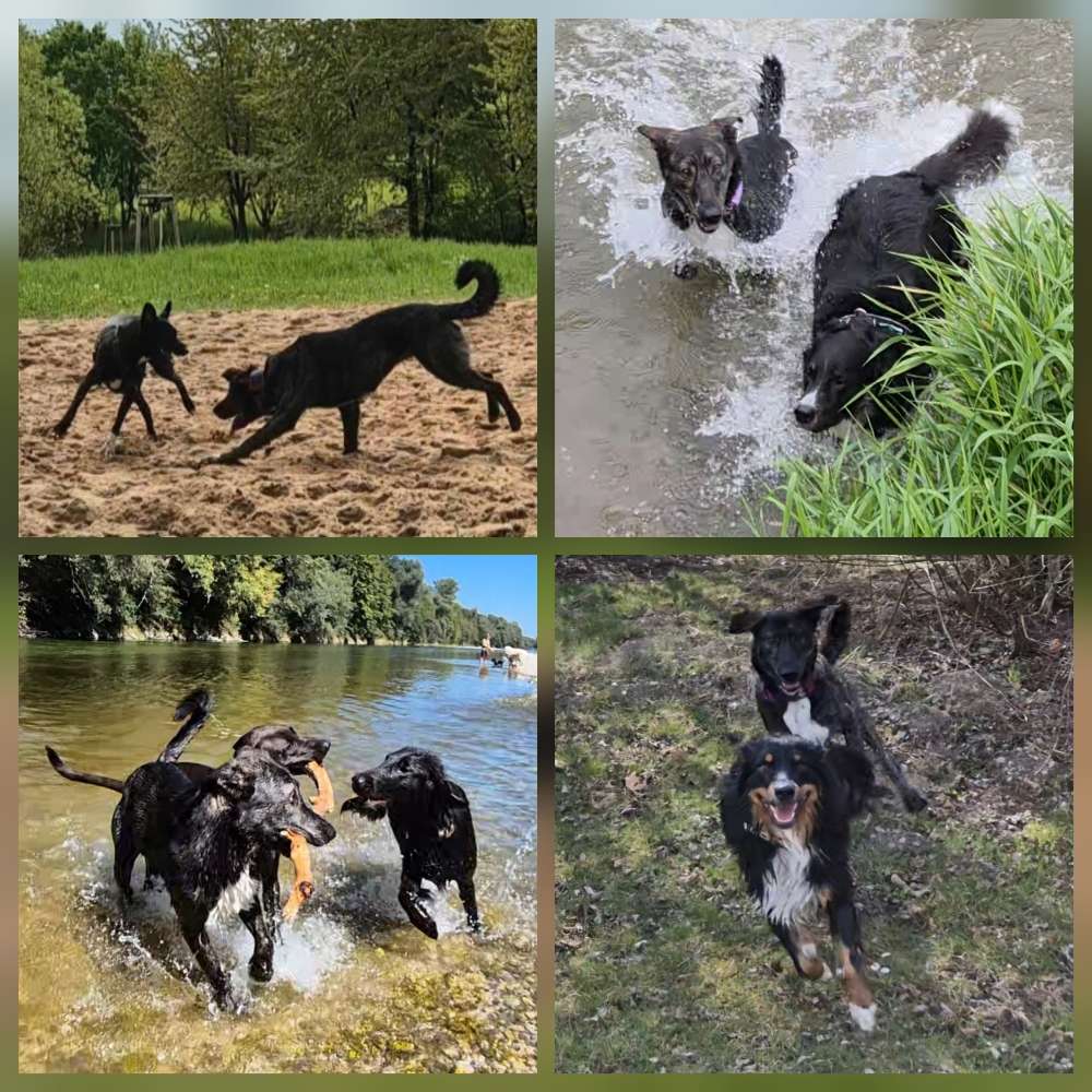 Hundetreffen-Gemeinsam Spazieren gehen-Profilbild