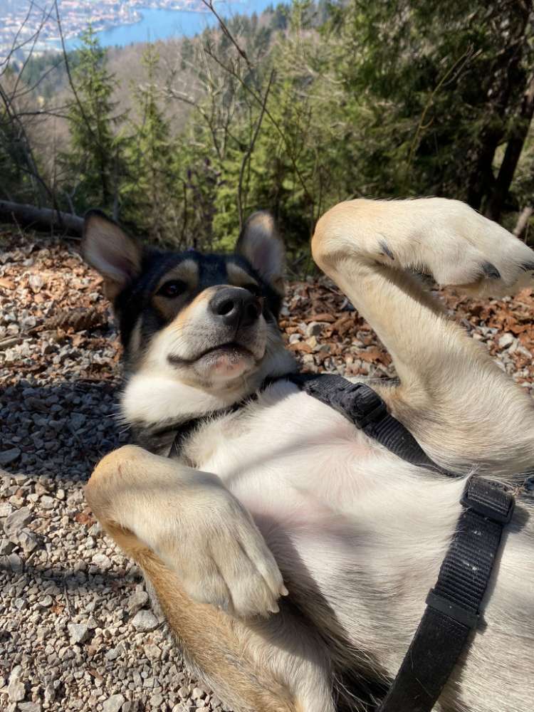 Hundetreffen-Spaziergang und gemeinsames Training-Profilbild