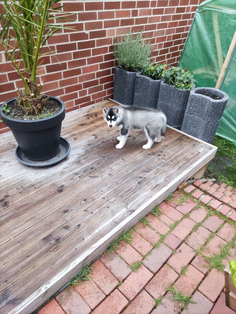 Hundetreffen-Welpentreffen in Saerbeck-Profilbild