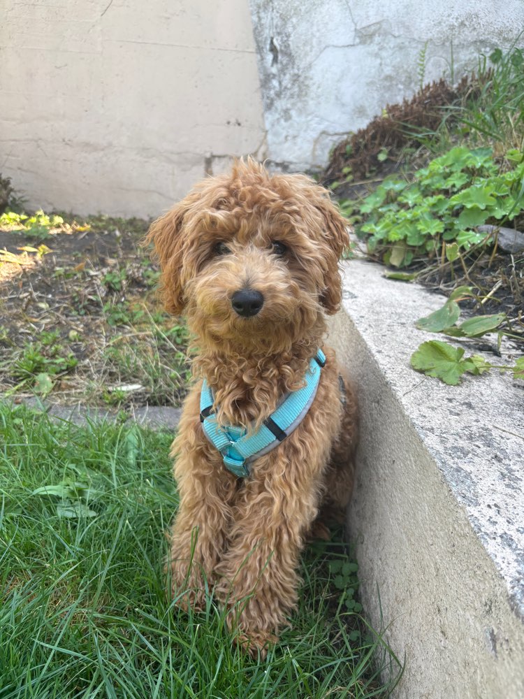 Hundetreffen-Zwergpudel Welpe sucht Freund-Profilbild