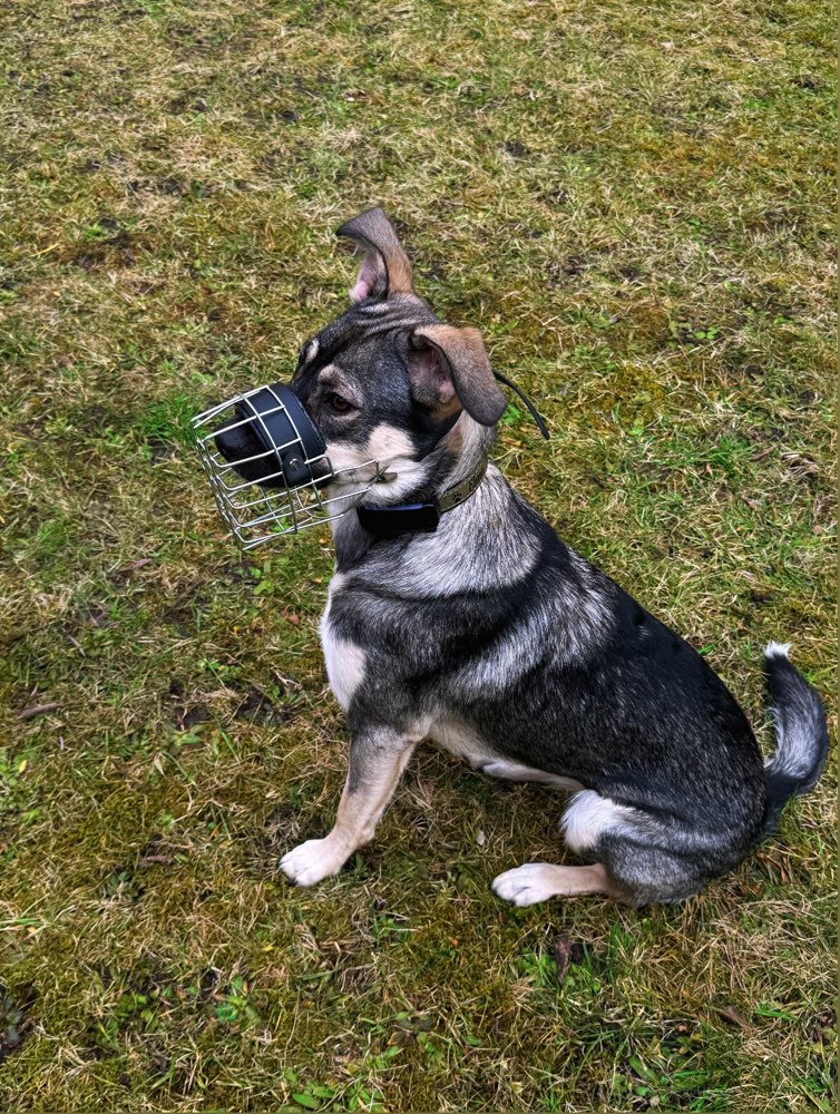 Hundetreffen-Social Walk-Profilbild