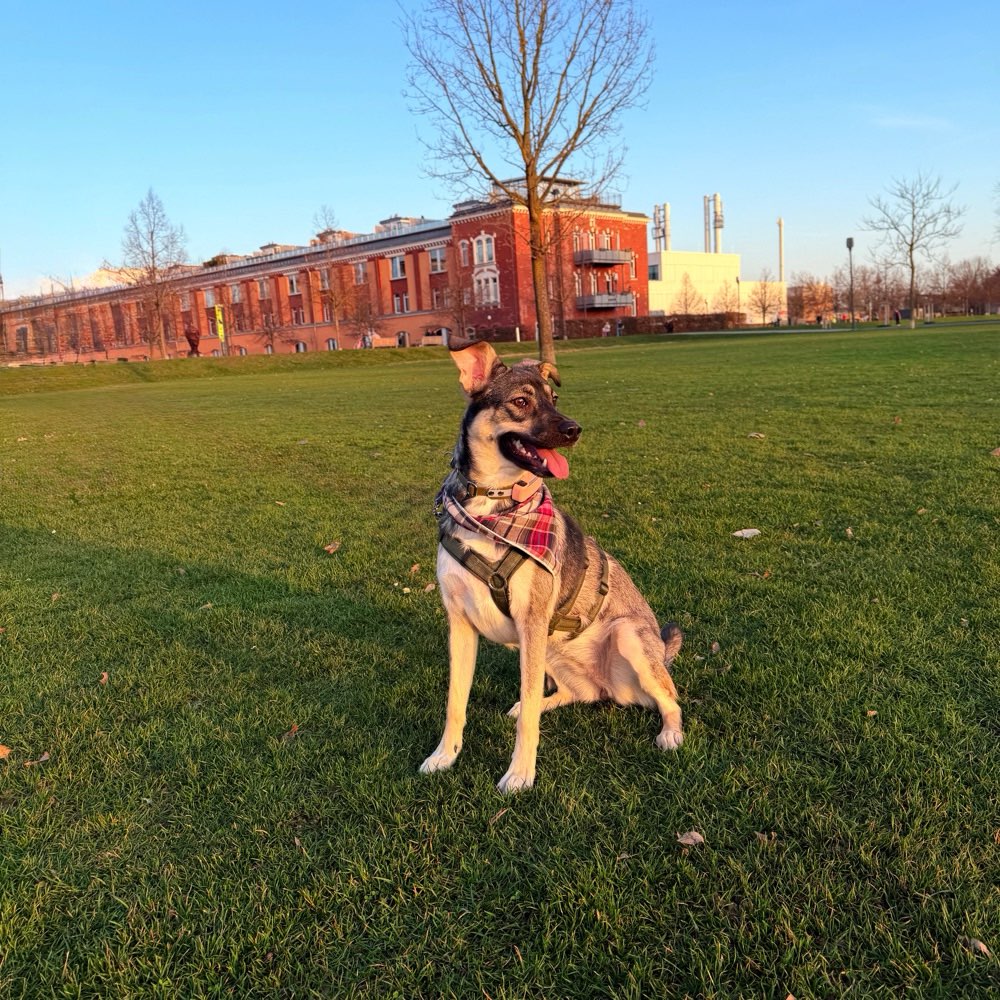 Hundetreffen-Zusammen Gassi gehen-Profilbild