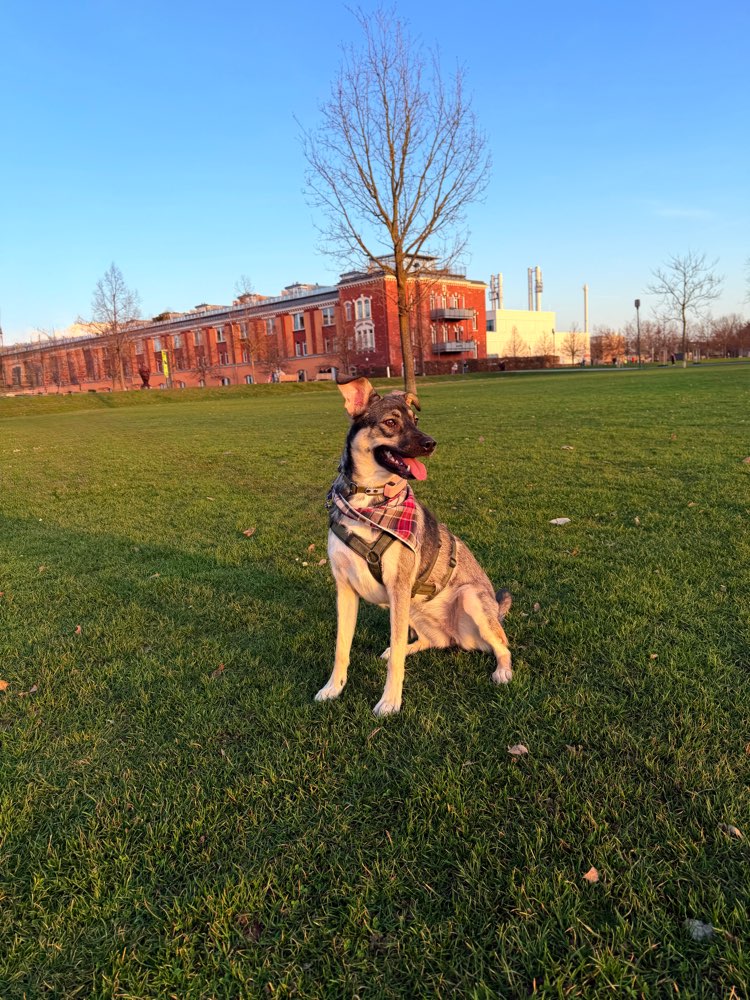 Hundetreffen-Suche für meine Hündin souveräne sozialkontakte-Profilbild