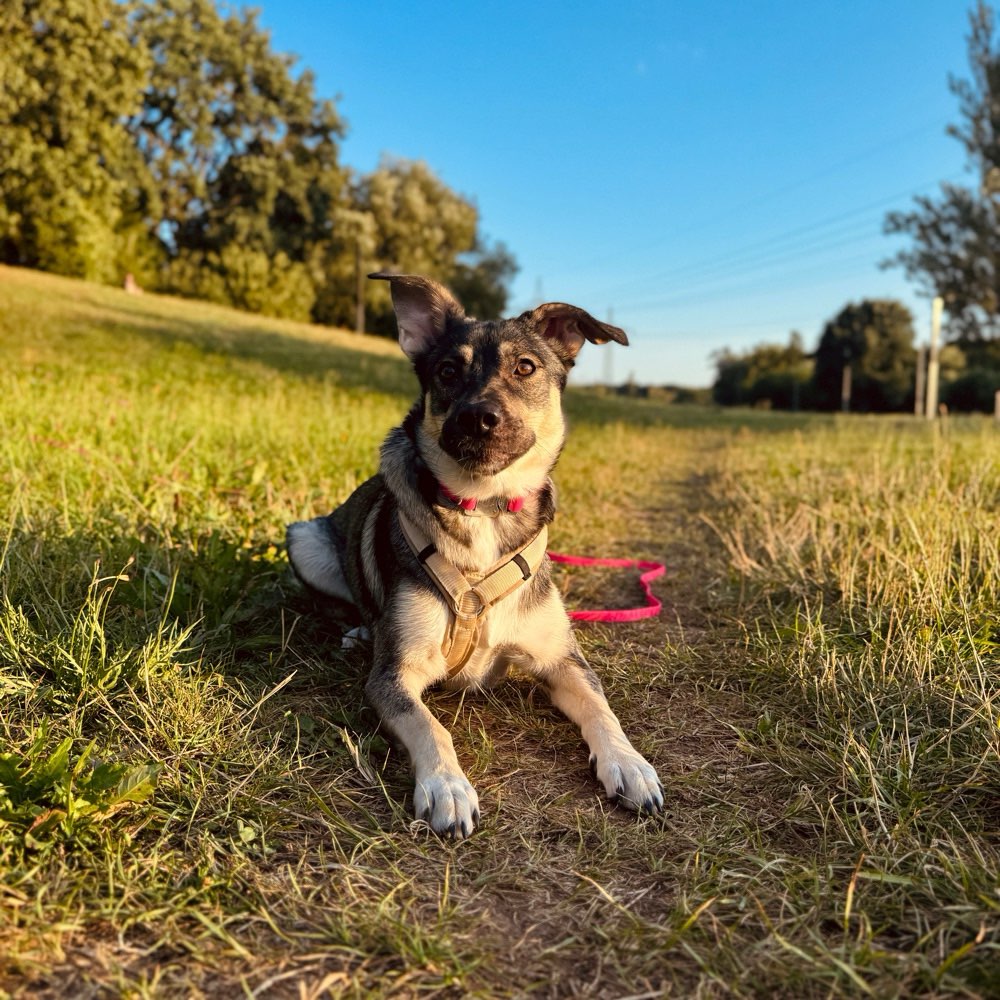 Hundetreffen-Gassi, Spiel & Training treffen-Profilbild