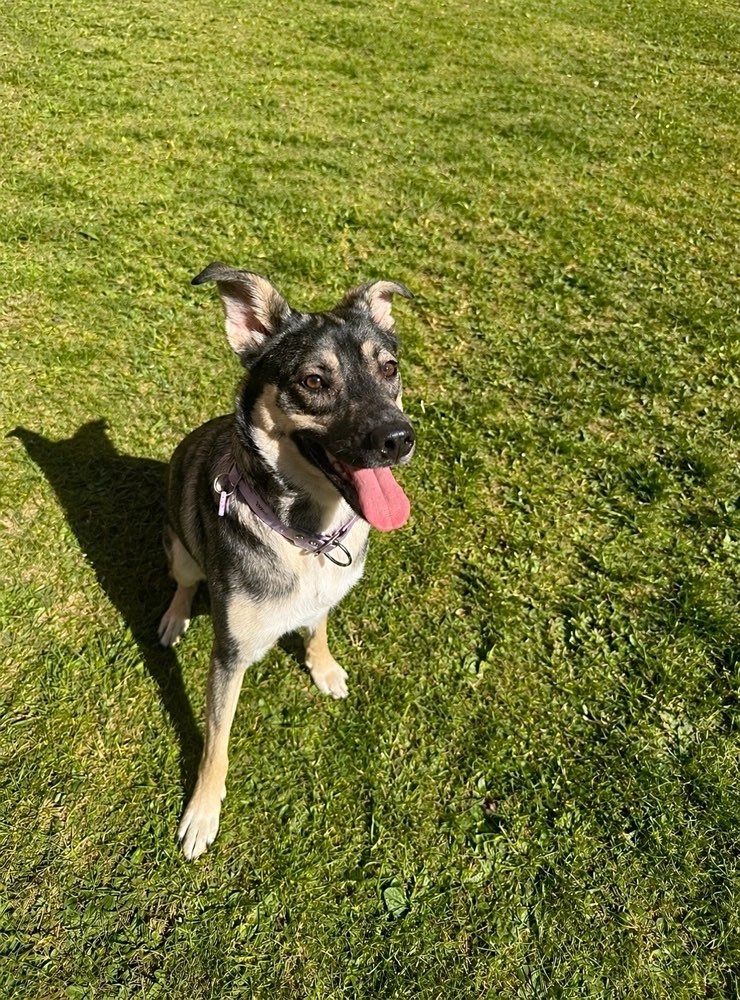 Hundetreffen-Gassi, Spiel & Training treffen-Profilbild