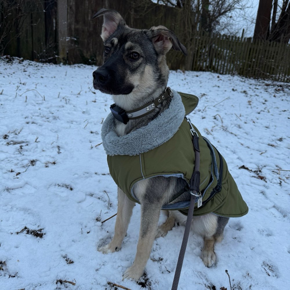 Hundetreffen-Suchen Hunde Kontakt-Profilbild