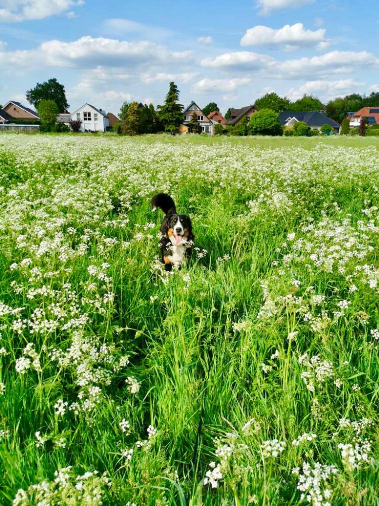 Hundetreffen-Spielgefährten gesucht-Profilbild