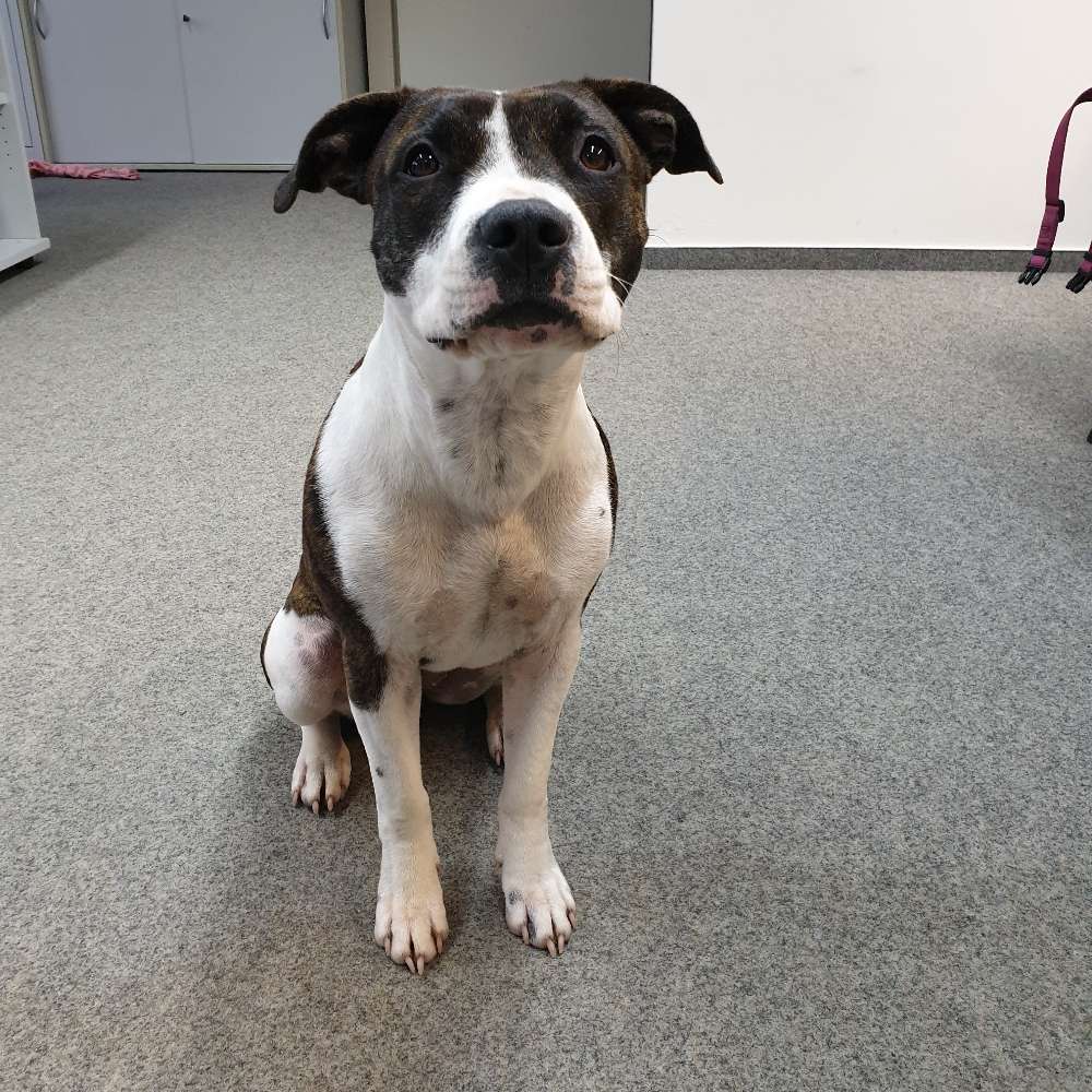 Hundetreffen-Gemeinsames Spielen und Gassi gehen-Profilbild