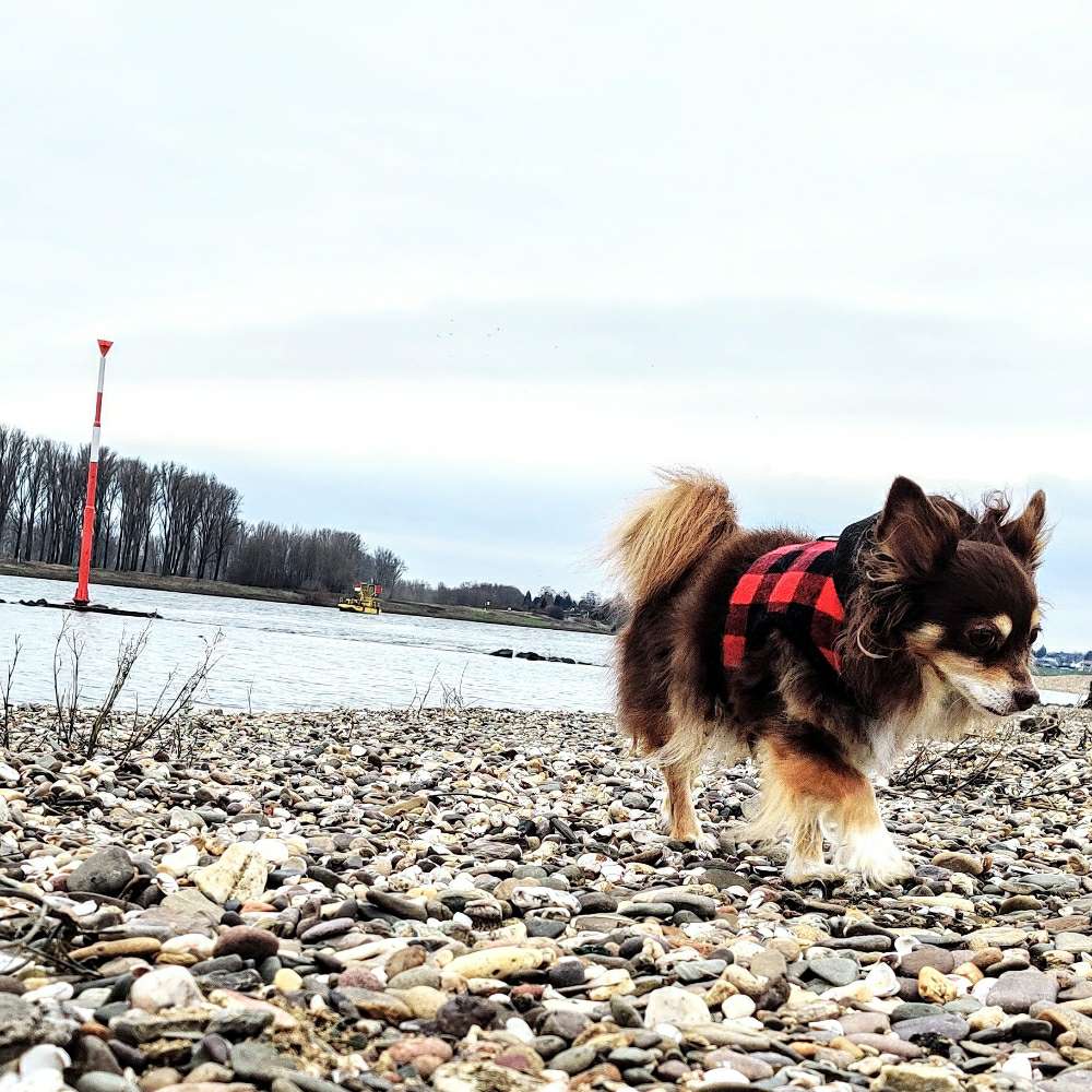 Hundetreffen-Treffen für kleine Hunde-Profilbild