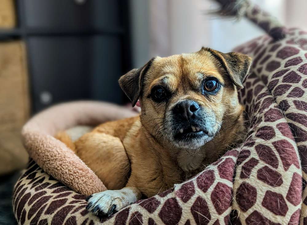 Hundetreffen-Suche Gassi- und Spielpartner für meinen kleinen Teufel-Profilbild