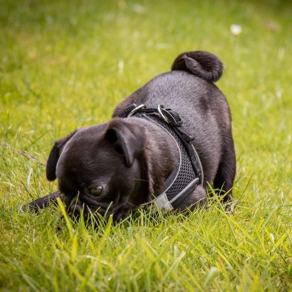 Hundetreffen-Spielgefährte für Ortrud-Profilbild