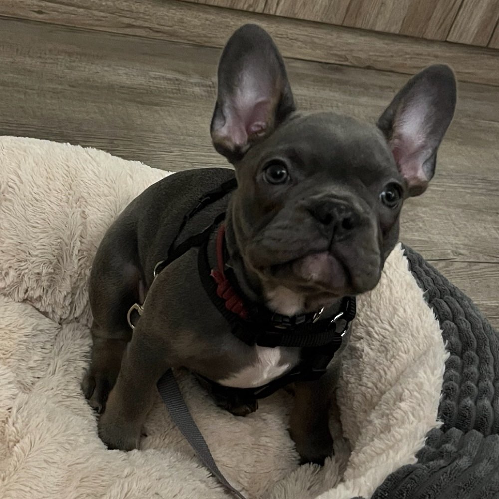 Hundetreffen-Milo sucht Freunde zum spielen :)-Profilbild