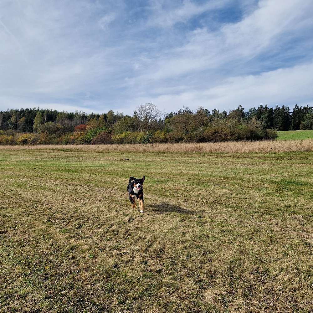 Hundetreffen-Gemeinsames Spielen & Toben-Profilbild