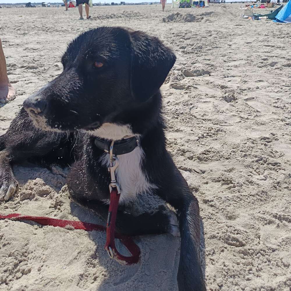 Hundetreffen-Goise Runde und Umgebung ☺️-Profilbild