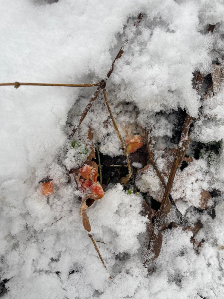 Giftköder-Versteckte Mettwurst eventuell Gift-Profilbild