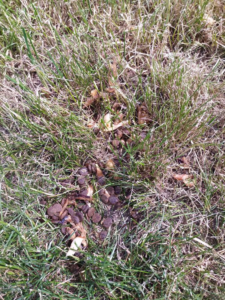 Giftköder-Möglicher Giftköder-Profilbild