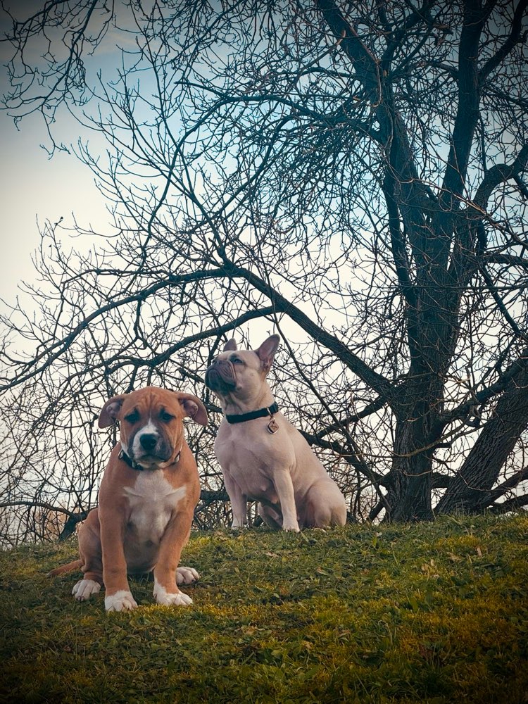 Hundetreffen-Treffen gesucht-Profilbild