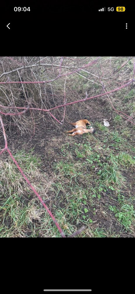 Giftköder-Toter Fuchs-Profilbild