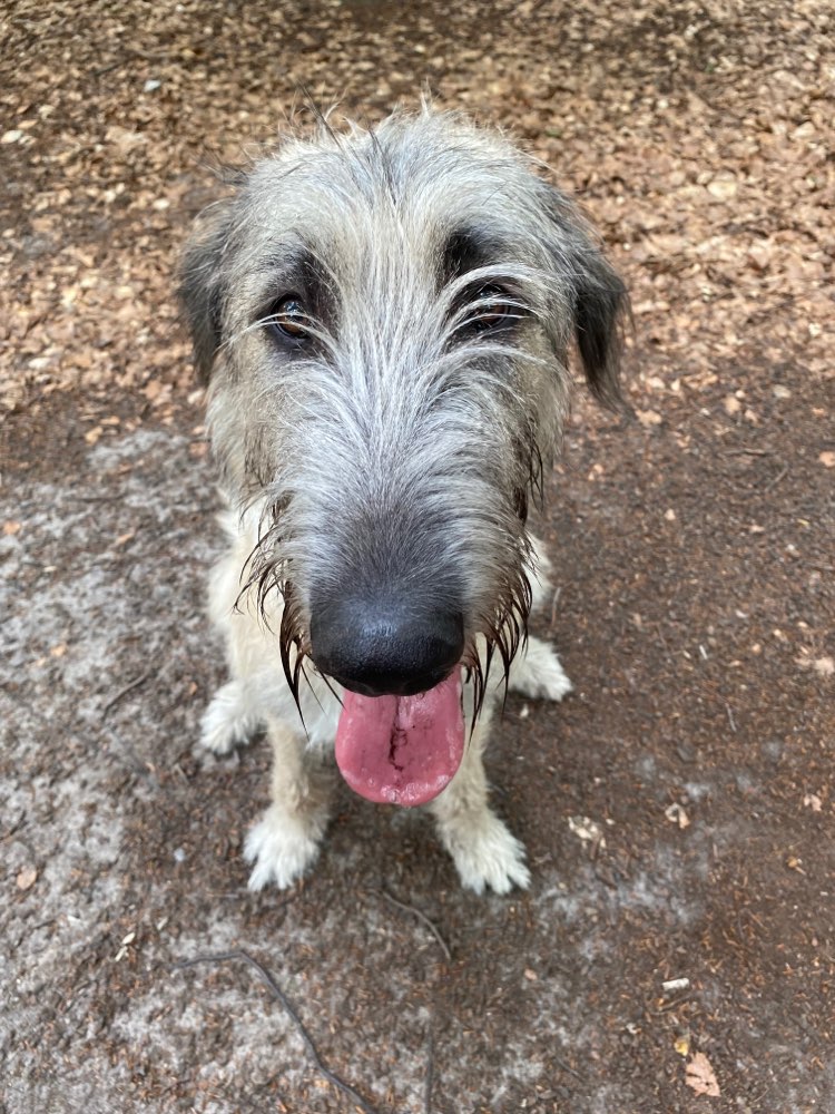 Hundetreffen-Irish Wolfhound Treffen planen-Profilbild