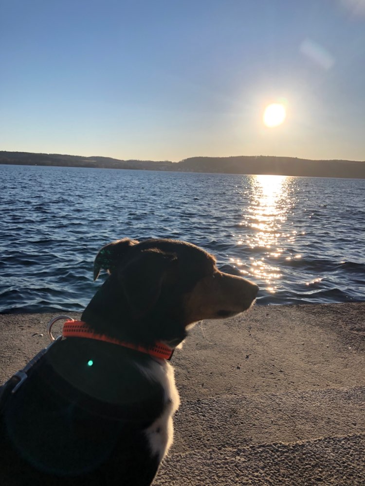 Hundetreffen-Hundekontakte üben mit Gassirunde-Profilbild