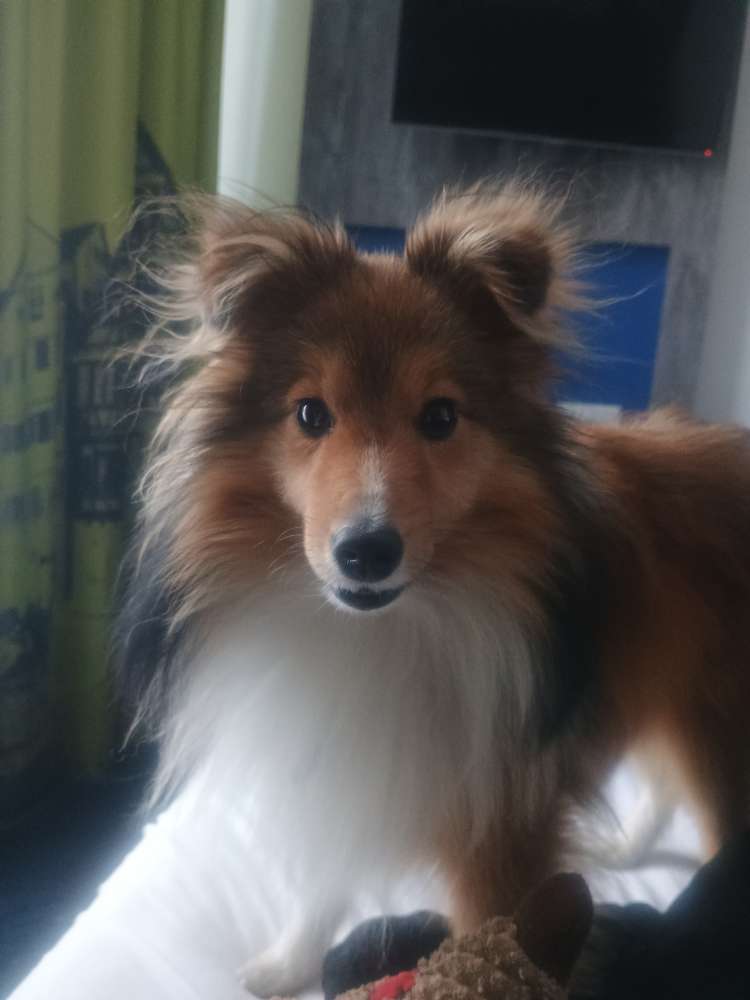 Hundetreffen-Social Walk-Profilbild