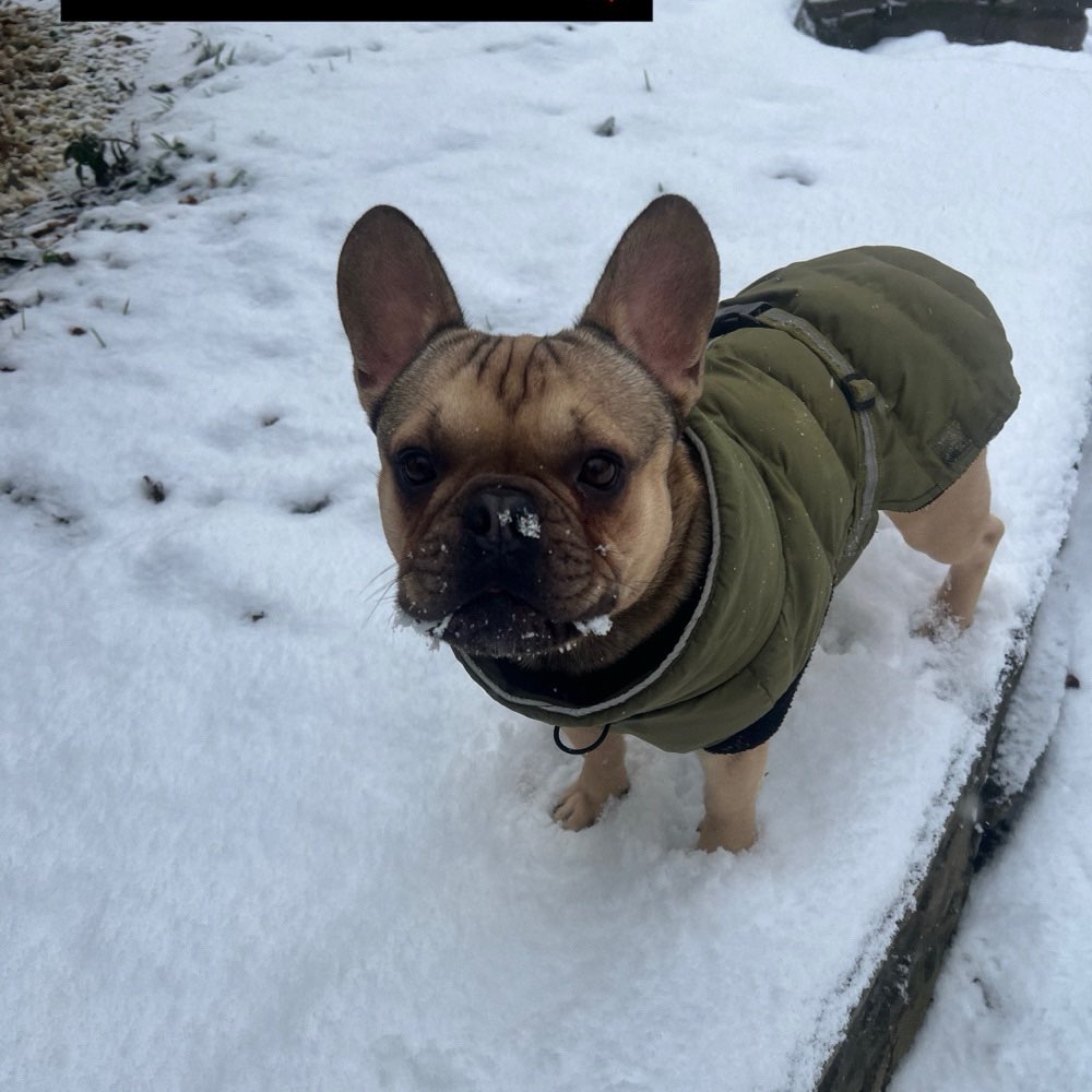 Hundetreffen-Spiel treffen-Profilbild