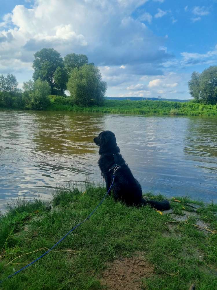 Hundetreffen-Leinenspaziergänge-Profilbild