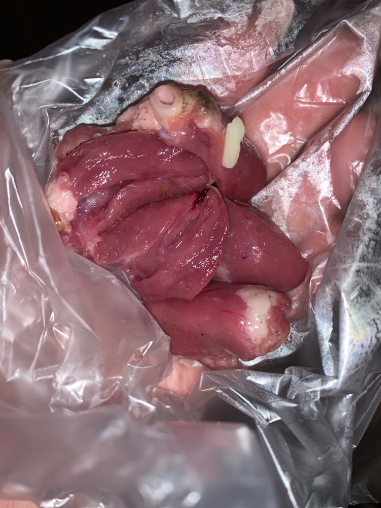 Giftköder-Ausgelegte Hühnerherzen-Profilbild