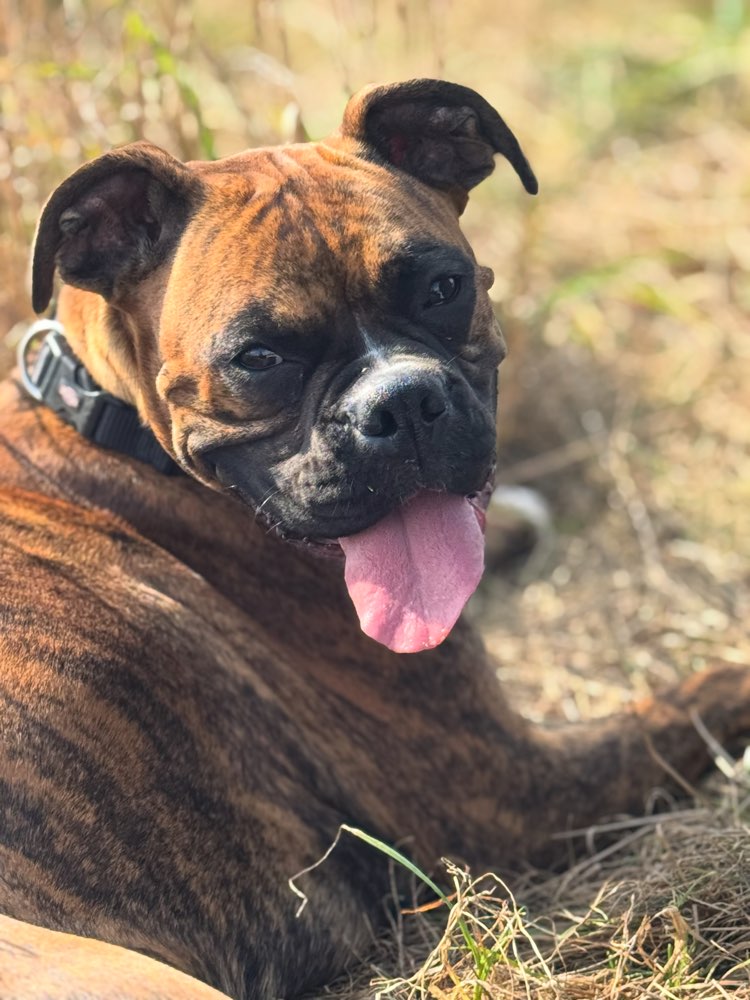 Hundetreffen-Training-Profilbild