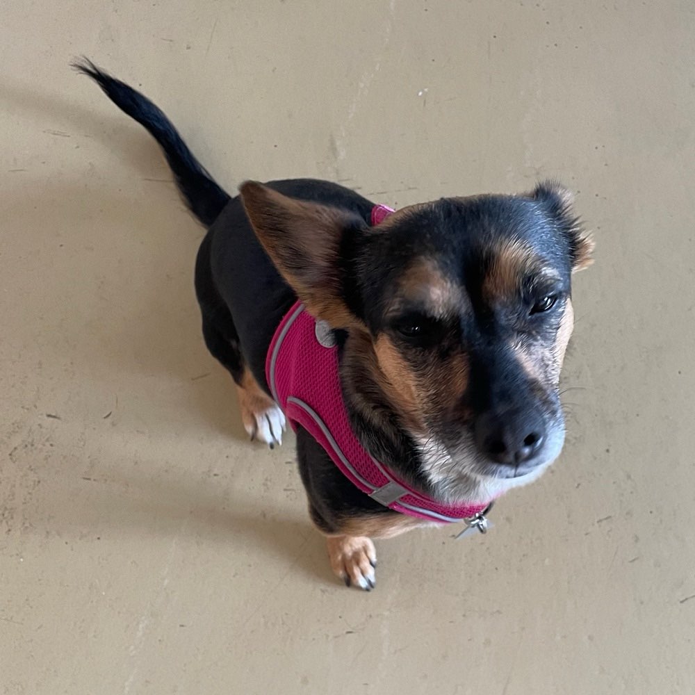 Hundetreffen-Leni sucht neue Freunde-Profilbild