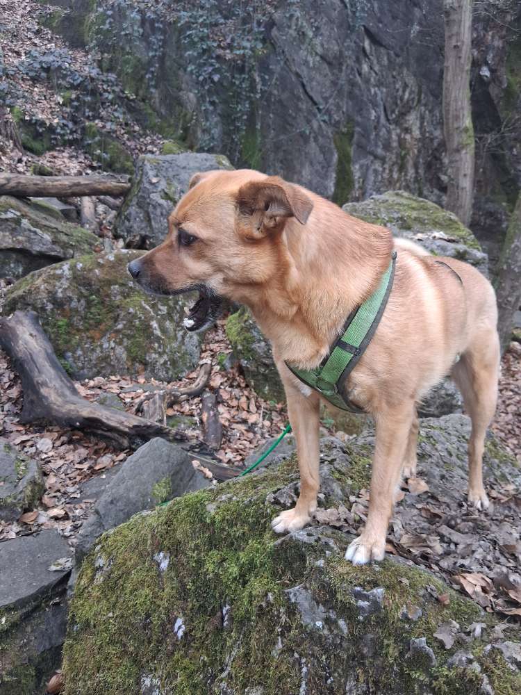 Hundetreffen-Gemeinsame Runden auf dem Neandersteig-Profilbild
