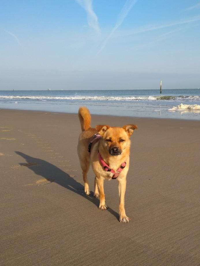 Hundetreffen-Walking mit Hund und Austausch-Profilbild