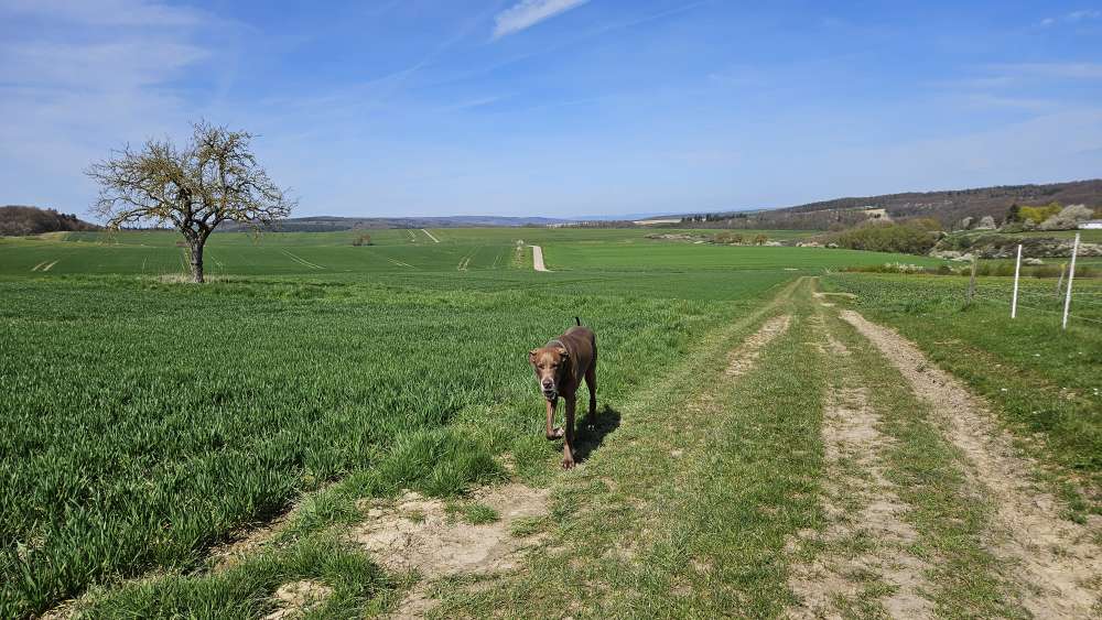 Hundetreffen-Große Freunde gesucht-Profilbild