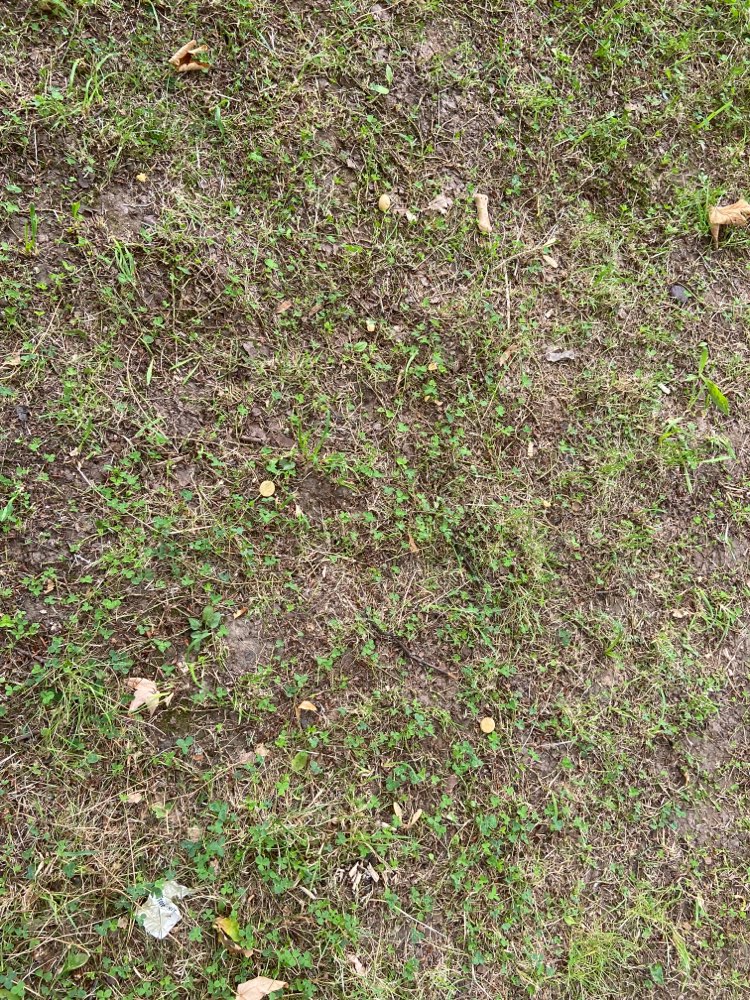 Giftköder-Vermutlich Giftköder-Profilbild