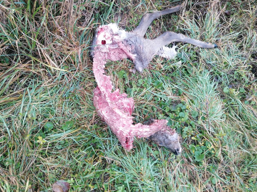 Giftköder-Kadaver-Profilbild