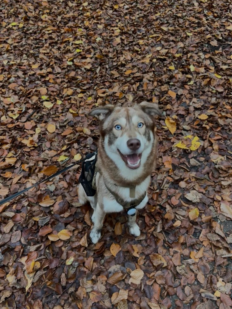 Hundetreffen-Hundefreunde-Profilbild