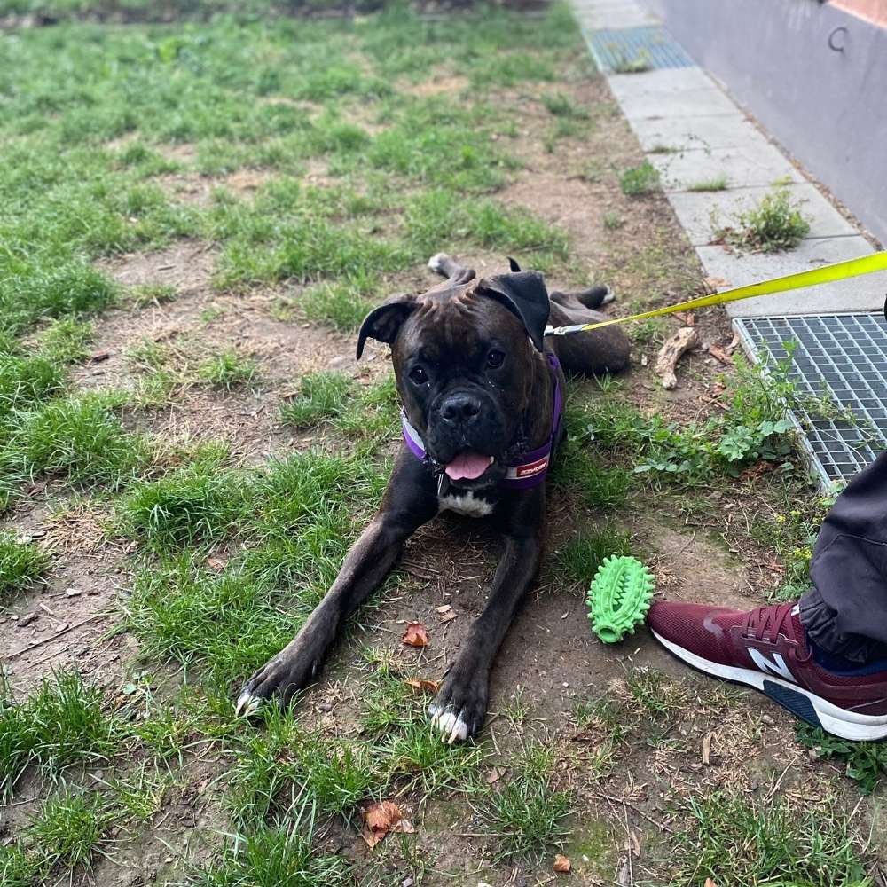 Hundetreffen-Spielfreunde gesucht-Profilbild