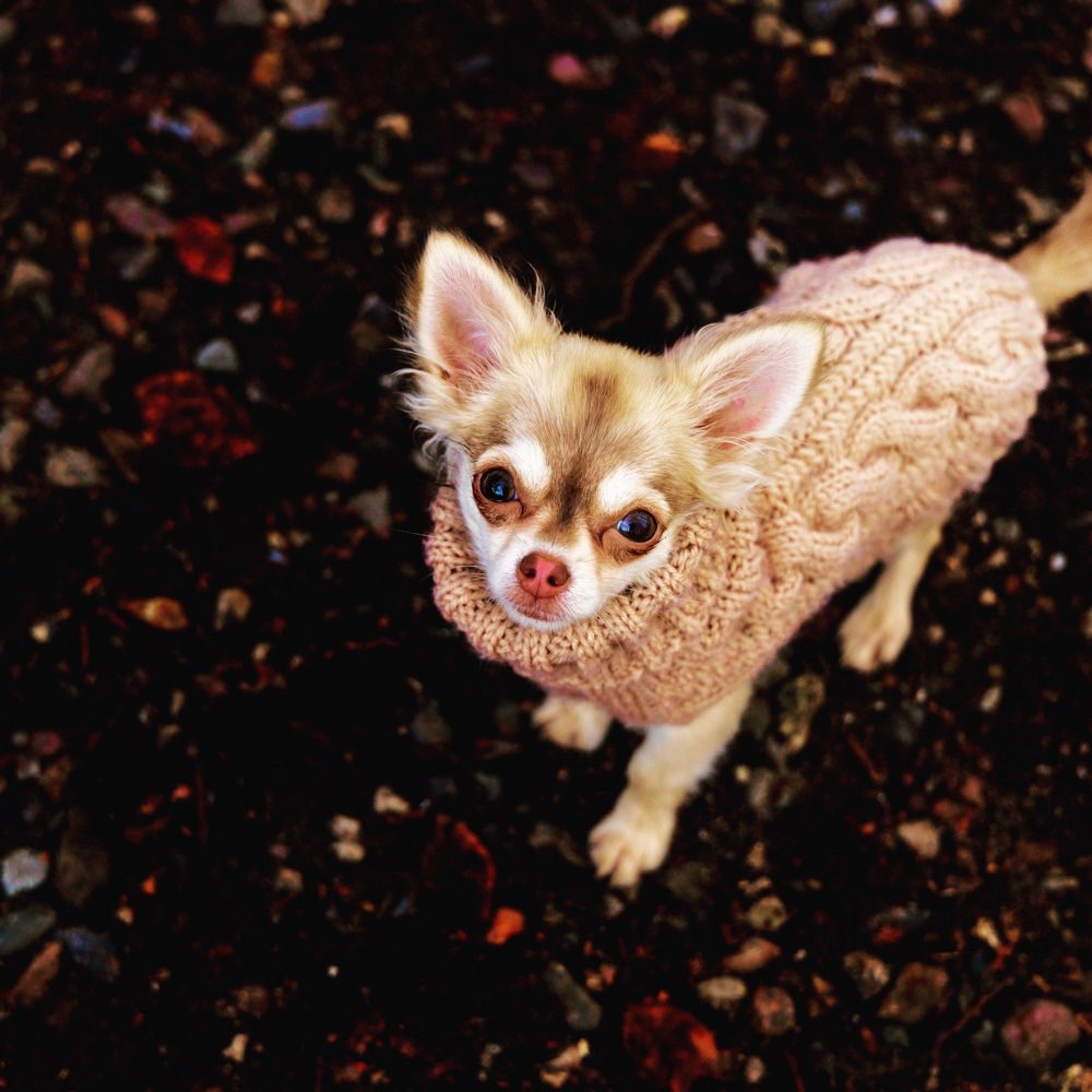 Hundetreffen-Welpen/ kleine Hunde treffen-Profilbild