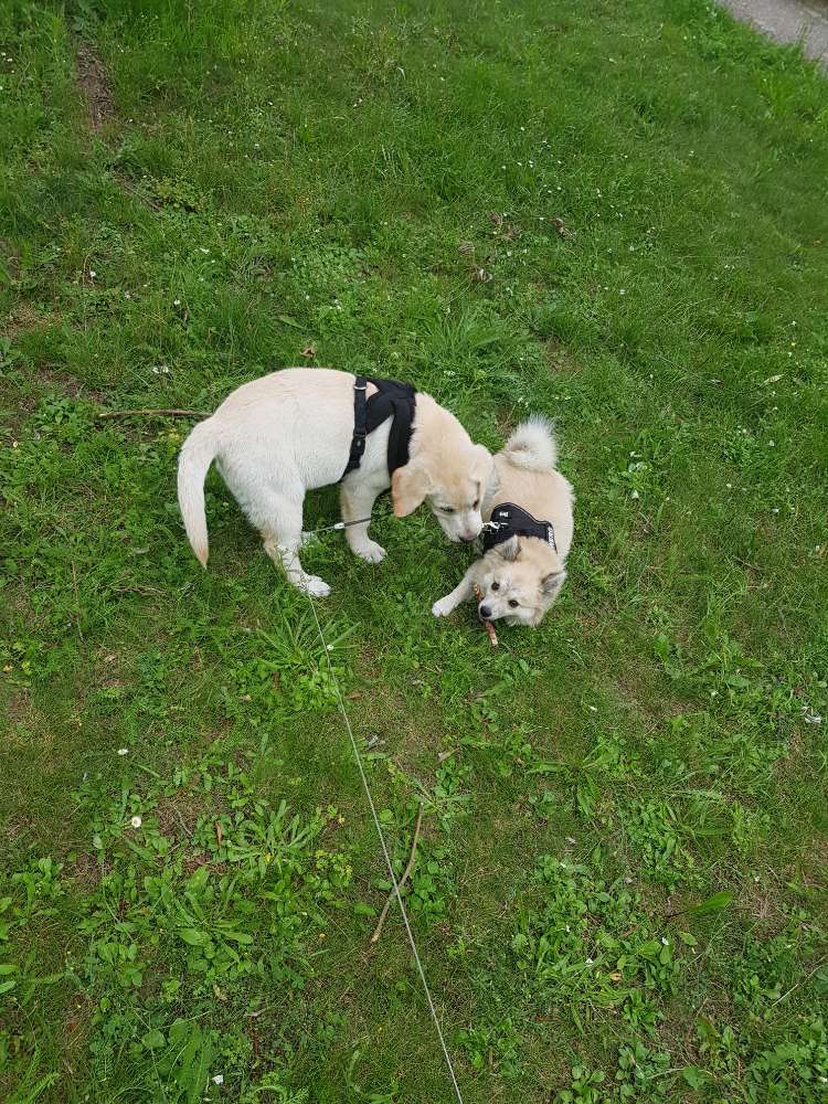 Hundetreffen-Gassirunden - Spielrunden-Profilbild