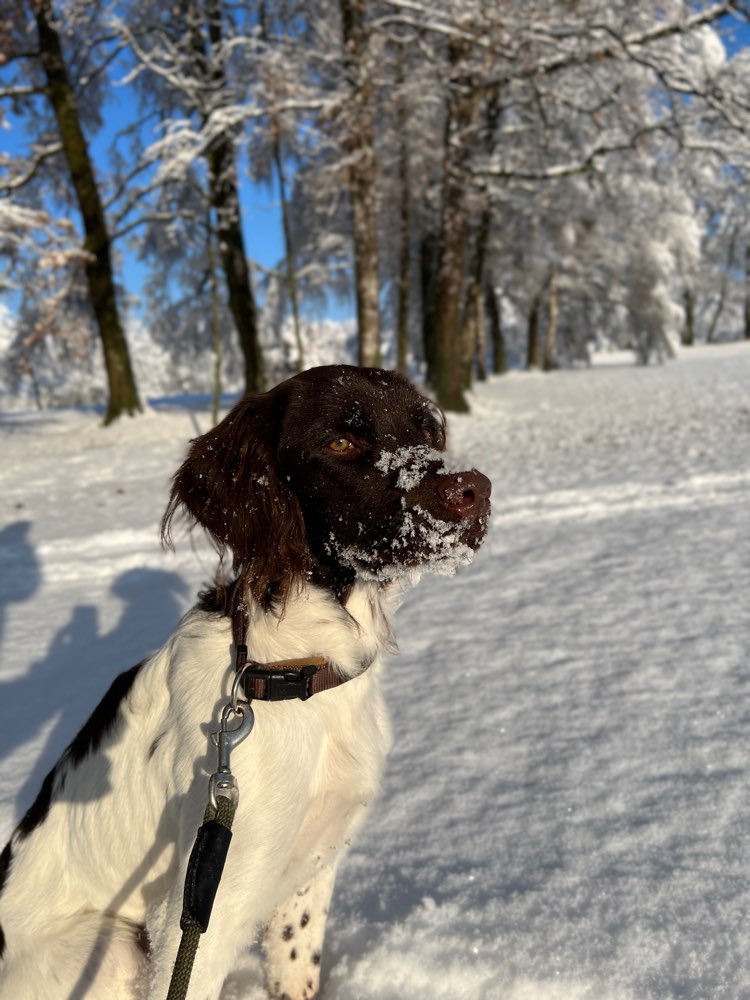 Hundetreffen-Gassirunde Weißensberg-Profilbild