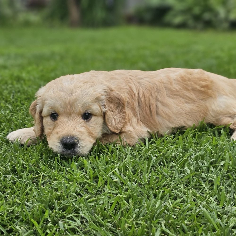 Hundetreffen-Welpen/Junghund treffen-Profilbild