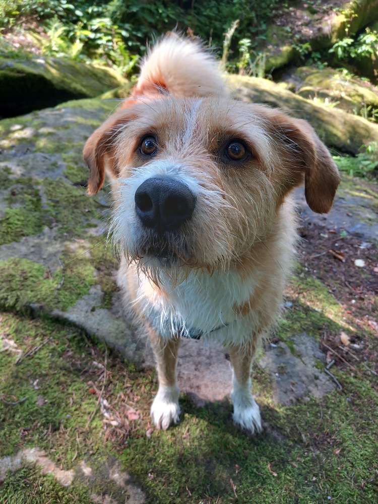 Hundetreffen-Hunderunden-Profilbild