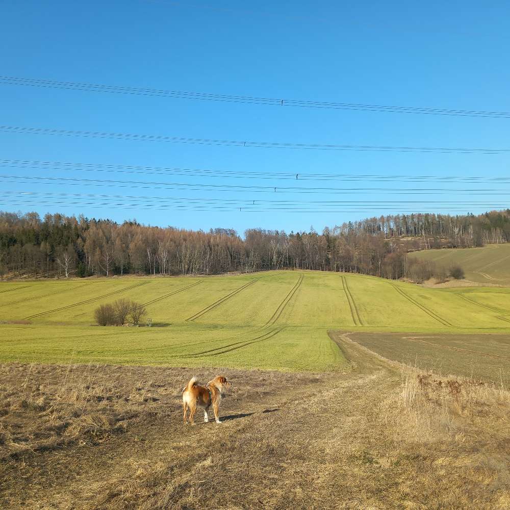 Hundetreffen-Hundefreunde gesucht-Profilbild