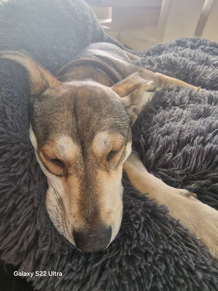 Hundetreffen-Wildes Treffen gesucht-Profilbild