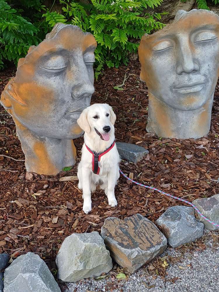 Hundetreffen-Suchen nette Hunde 🐕 zum spazieren gehen, oder spielen.-Profilbild
