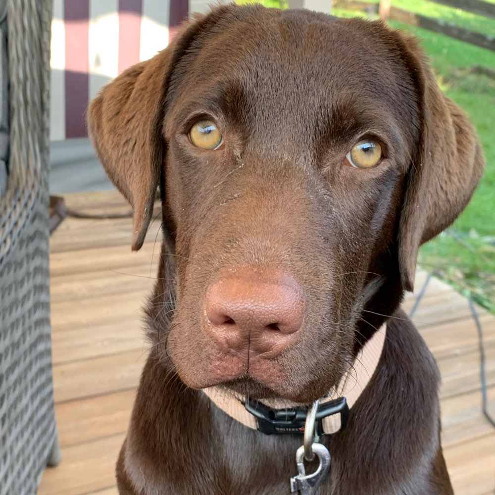 Hundetreffen-Gassirunden / Spielen / Erkunden ☘️-Profilbild