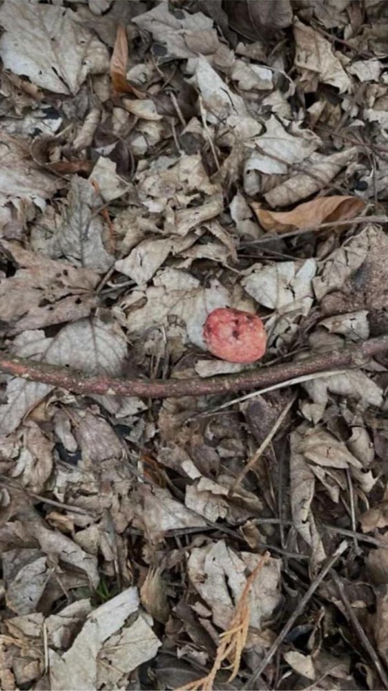 Giftköder-Giftköder-Profilbild