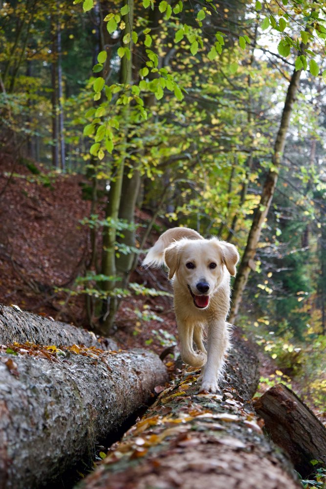 Hundetreffen-Hundebegegnung trainieren und Spielgefährte gesucht-Profilbild