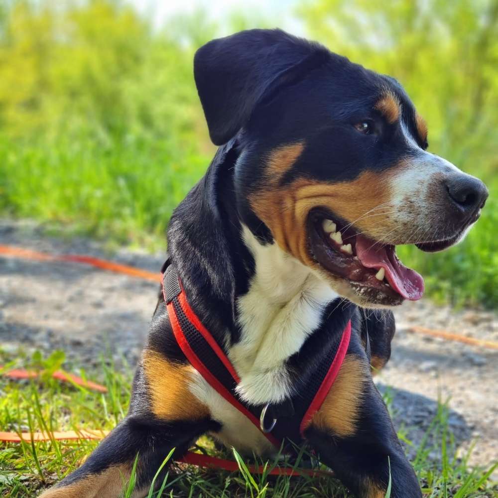 Hundetreffen-Spiel/-Gassirunde-Profilbild