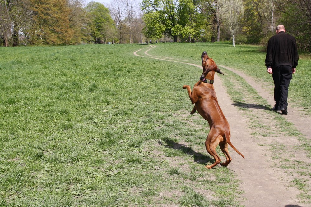 Hundetreffen-Gemeinsam ne Gassi Runde im Waldpark-Profilbild
